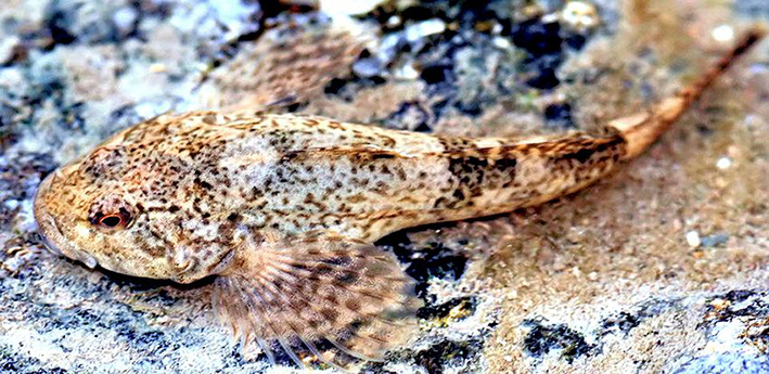 Cottus aturi_06.jpg